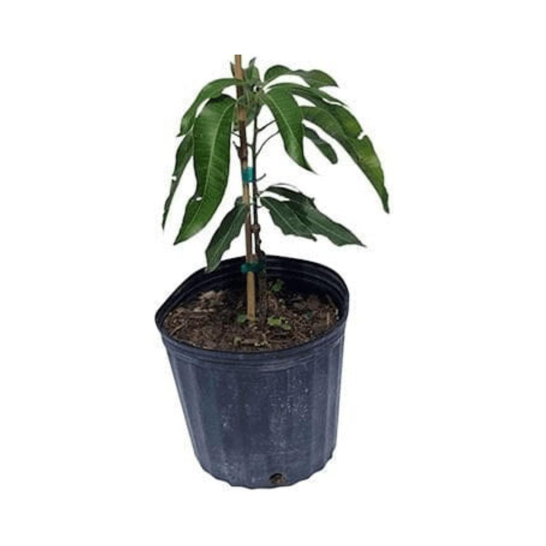Dwarf Cogshall Mango Tree by Everglades Farm, grafted fruit tree, 1-2 feet tall in a 1-gallon container.