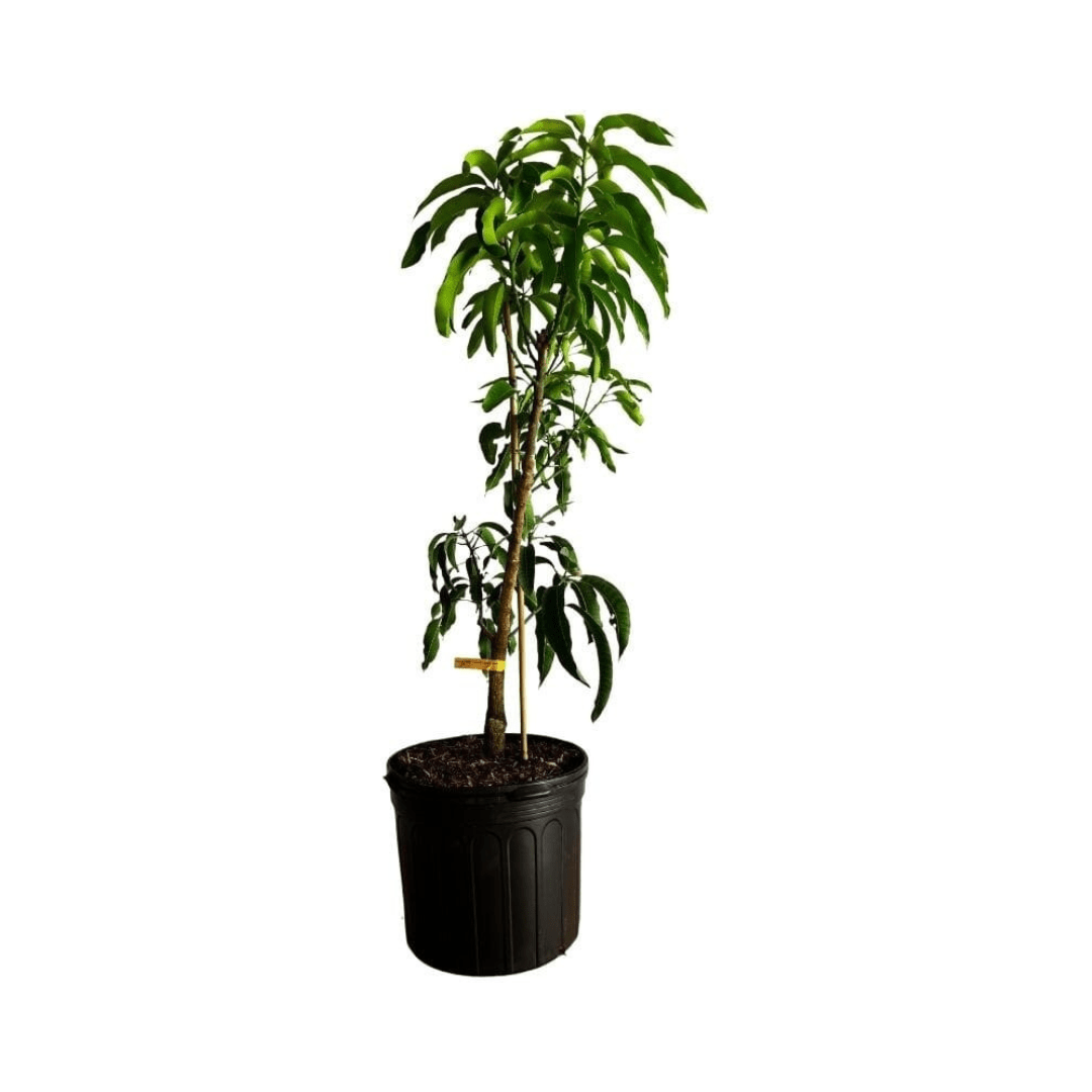 Dwarf grafted Cogshall mango tree from Everglades Farm, 1-2 feet tall in a 1-gallon container, ready to grow fruit.