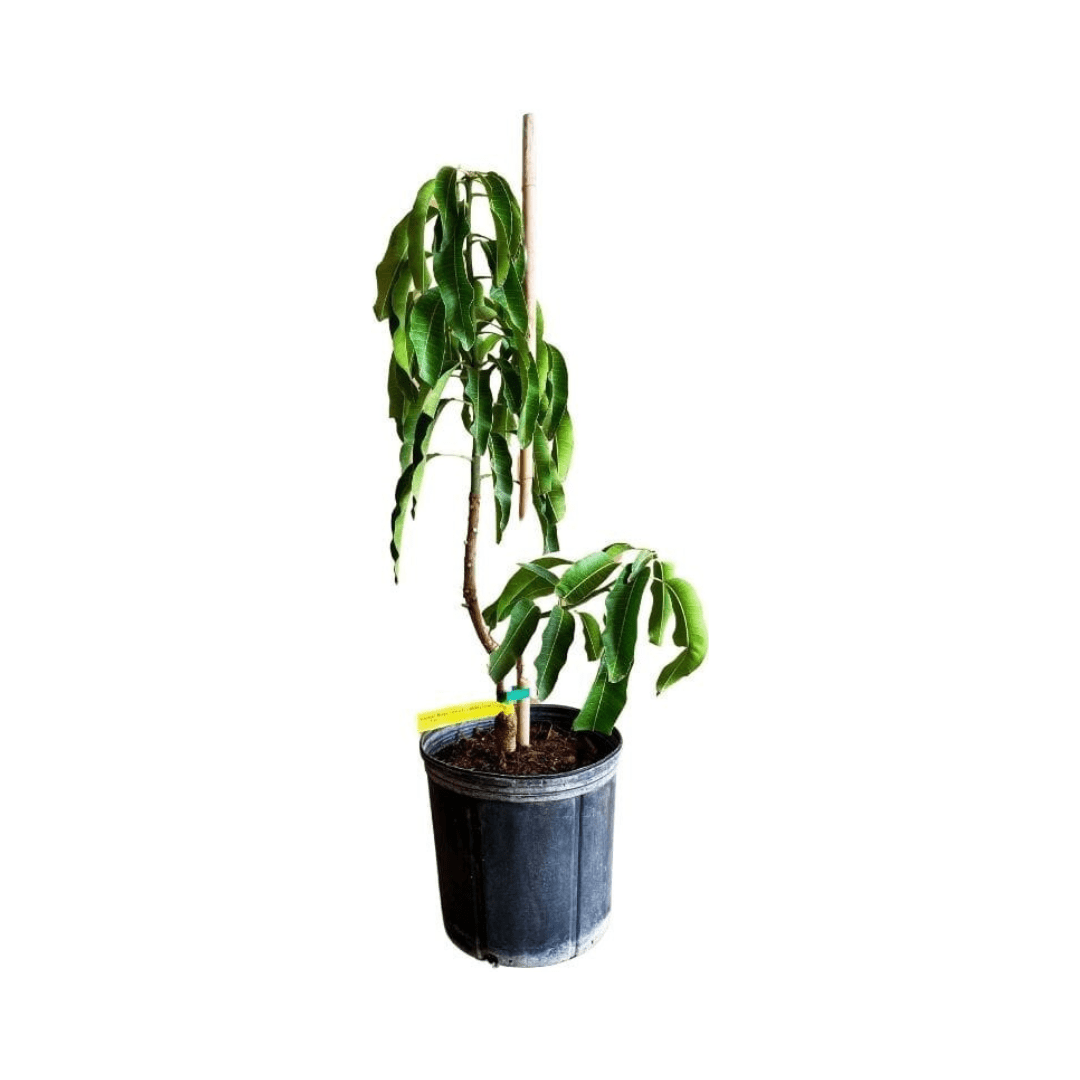 Dwarf Cogshall Mango Tree grafted, grown by Everglades Farm, 1-2 feet tall in a 1-gallon container, ready for planting.