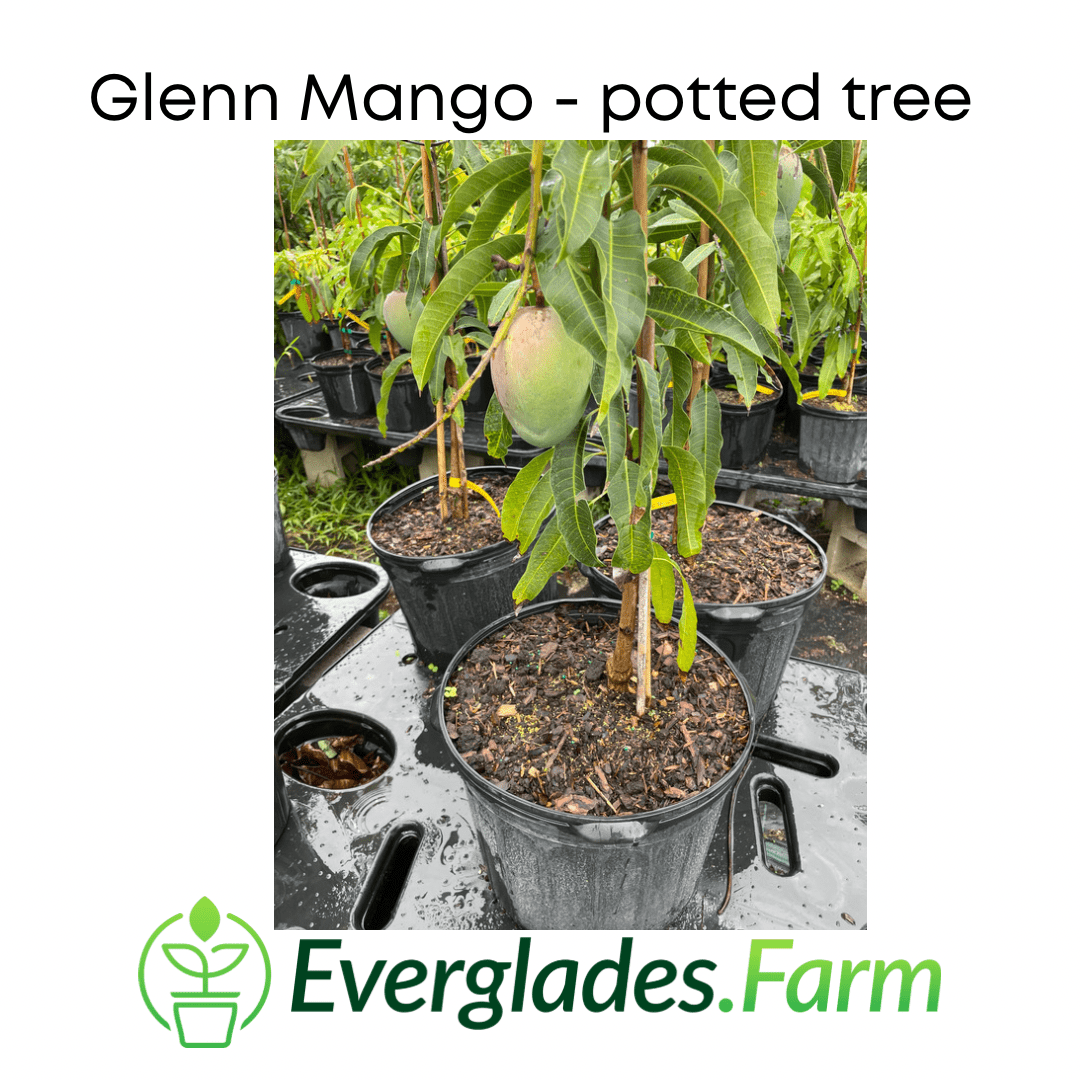 Grafted Glenn Mango Tree from Everglades Farm, 1-2 feet tall, in a 1-gallon container, ready for planting or outdoor growth.