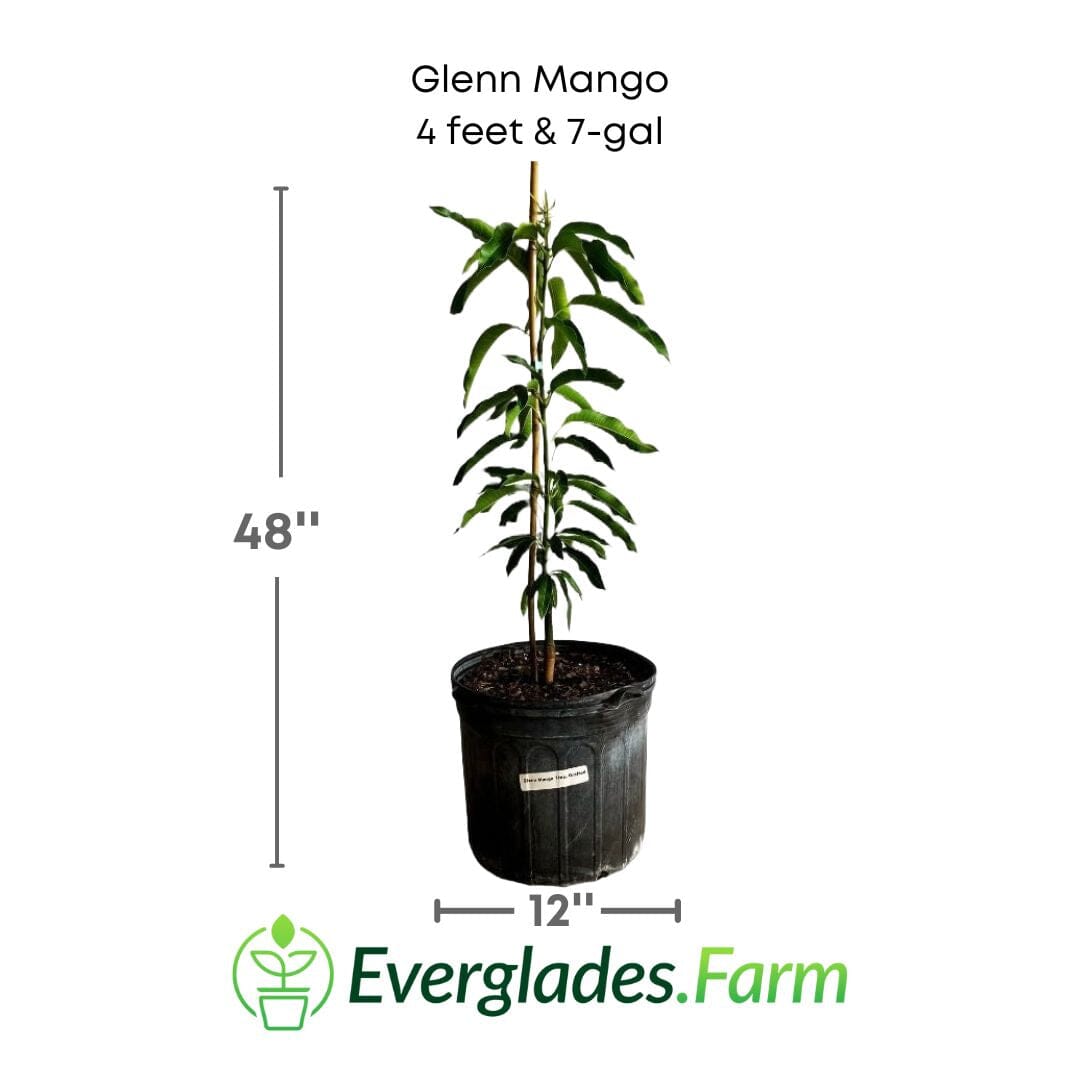 Grafted Glenn mango tree from Everglades Farm, fruit tree with lush green leaves in a 1-gallon container, 1-2 feet tall.