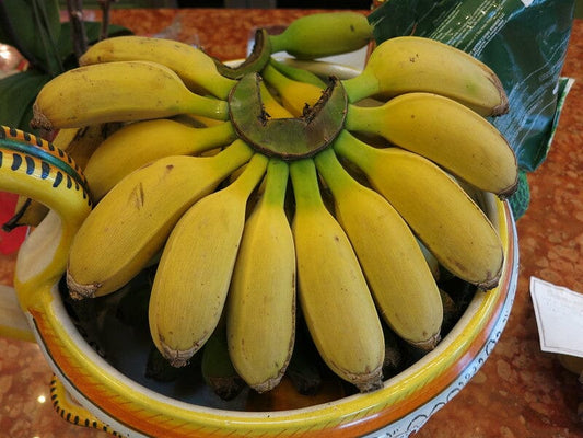 Everglades Farm Goldfinger Banana Musa FHIA-1 fruit tree, 1-gallon size, showcasing lush green leaves and healthy growth.
