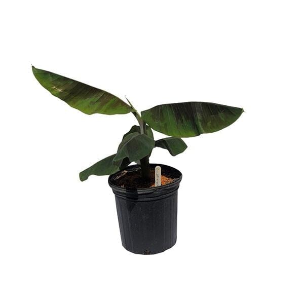 Everglades Farm Goldfinger Banana Musa FHIA-1 fruit tree, 1-gallon container, showcasing lush green banana plant with sturdy stems.