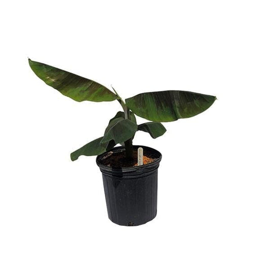 Everglades Farm Goldfinger Banana Musa FHIA-1 fruit tree, 1-gallon container, showcasing lush green banana plant with sturdy stems.