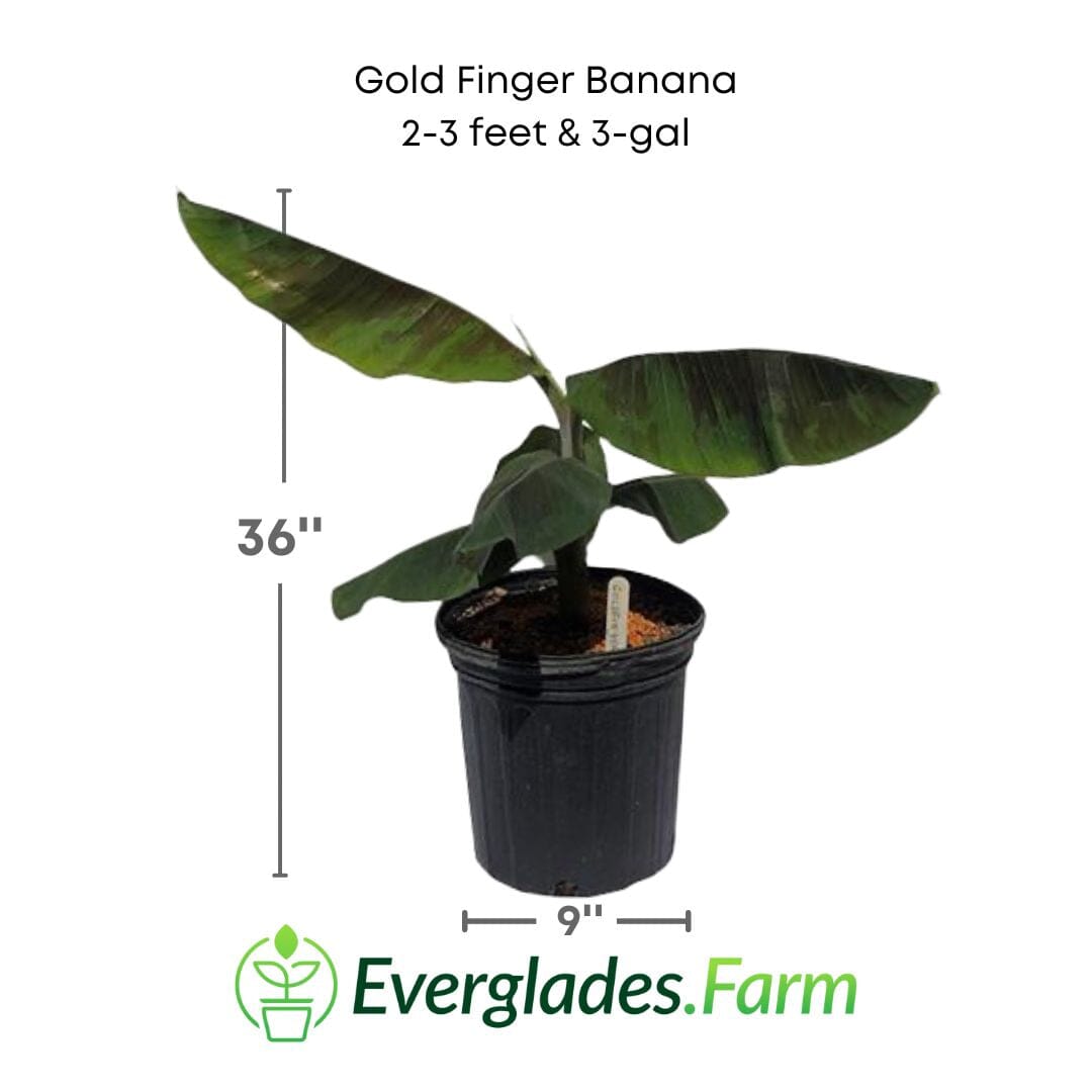 Everglades Farm Goldfinger Banana Musa FHIA-1 fruit tree, 1-gallon size, with vibrant green banana plant and sturdy trunk.