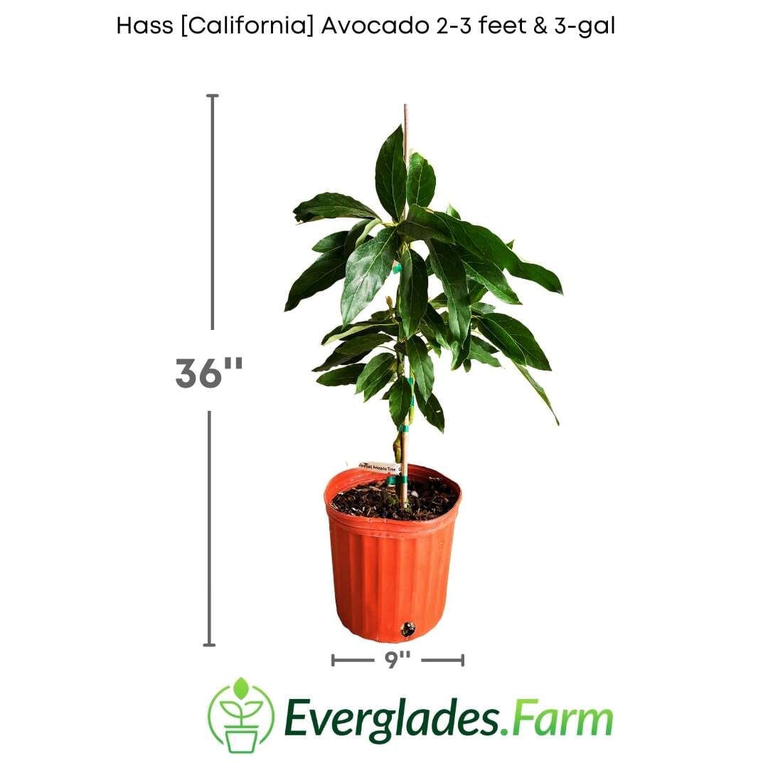 Grafted Hass California Avocado Tree from Everglades Farm, 1-2 feet tall in a 1-gallon container, ready for planting.