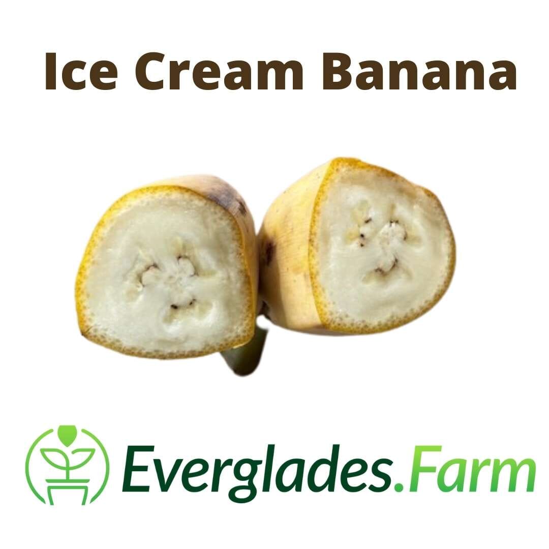 Blue Java Banana plant from Everglades Farm, a 1-gallon fruit tree with lush green leaves and blue-tinged bananas.