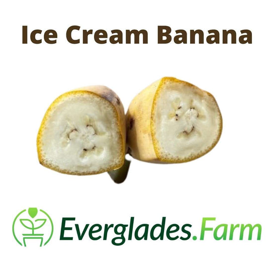 Blue Java Banana plant from Everglades Farm, a 1-gallon fruit tree with lush green leaves and blue-tinged bananas.