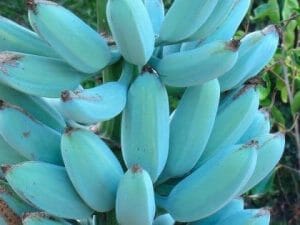 Blue Java Banana Plant, 1-gallon Ice Cream Banana Tree from Everglades Farm, showing lush green leaves and developing banana bunch.