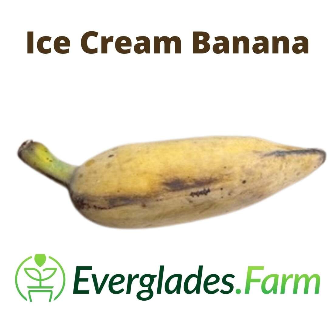 Blue Java Banana Plant from Everglades Farm, 1-gallon fruit tree with lush green leaves and developing banana bunches.
