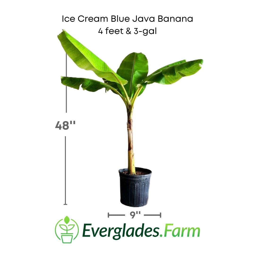 Blue Java Banana plant from Everglades Farm, 1-gallon fruit tree with lush green leaves and developing blue Java bananas.