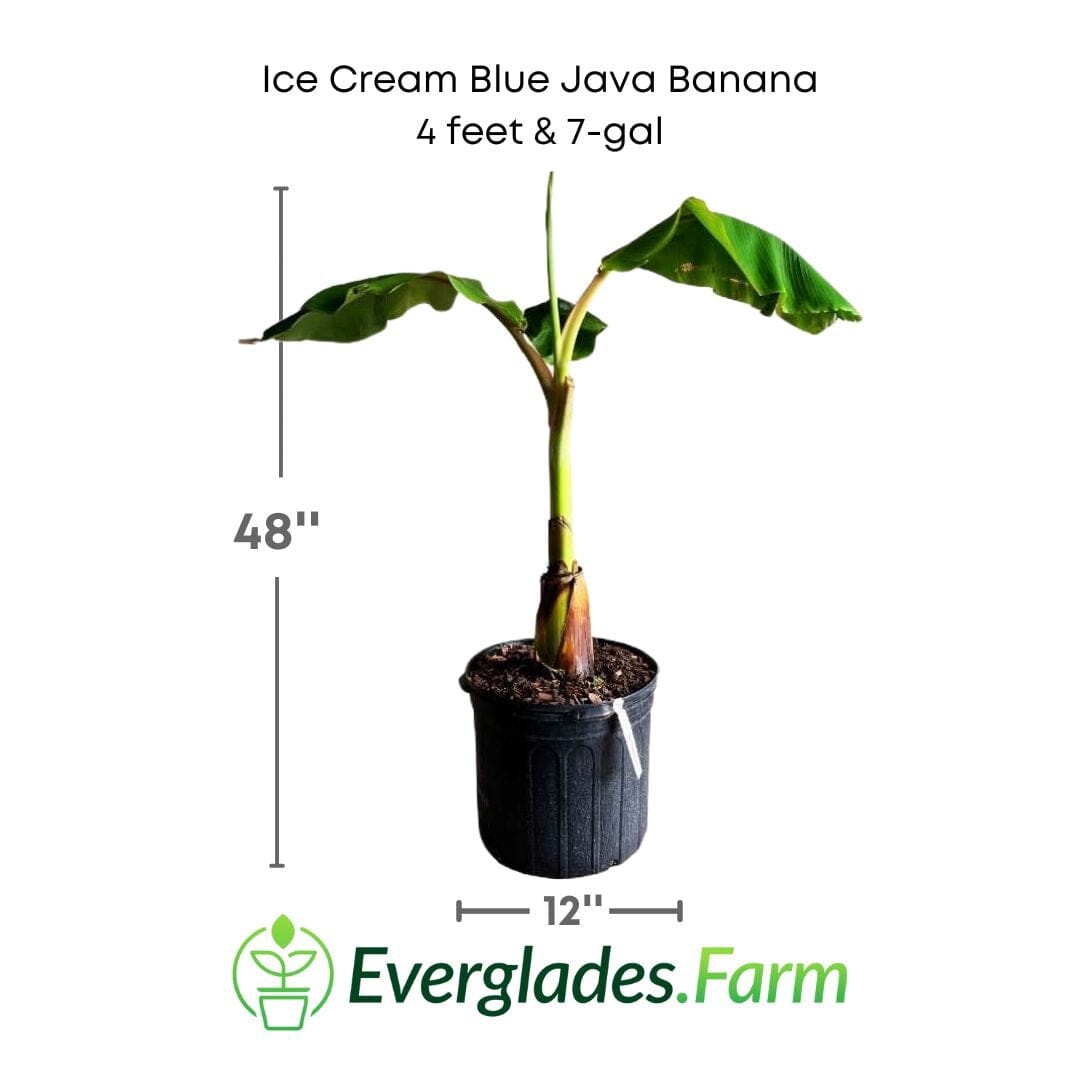 Blue Java Banana plant from Everglades Farm, 1-gallon size, showcasing lush green leaves and fruit-producing branches.