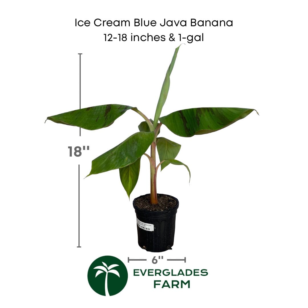 Blue Java Banana plant from Everglades Farm, 1-2 feet tall, potted fruit tree with lush green leaves and blue-tinged bananas.