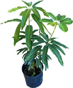 Dwarf Julie Mango tree grafted fruit tree from Everglades Farm, approximately 1-2 feet tall, in a 1-gallon pot.