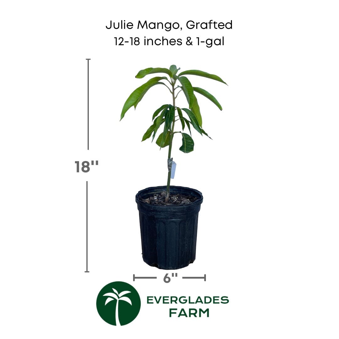 Dwarf Julie Mango tree grafted for fruit production, about 1-2 feet tall, from Everglades Farm, in a 1-gallon container.