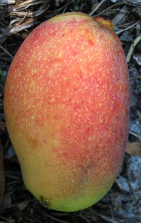 Grafted Juliette Mango Tree from Everglades Farm, 1-2 feet tall, in a 1-gallon container, ready for planting or outdoor growth.