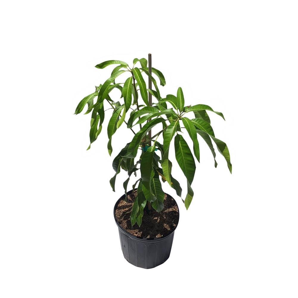 Grafted Kiew Yai Thai Mango Tree from Everglades Farm, 1-2 feet tall in a 1-gallon container, ready for planting.