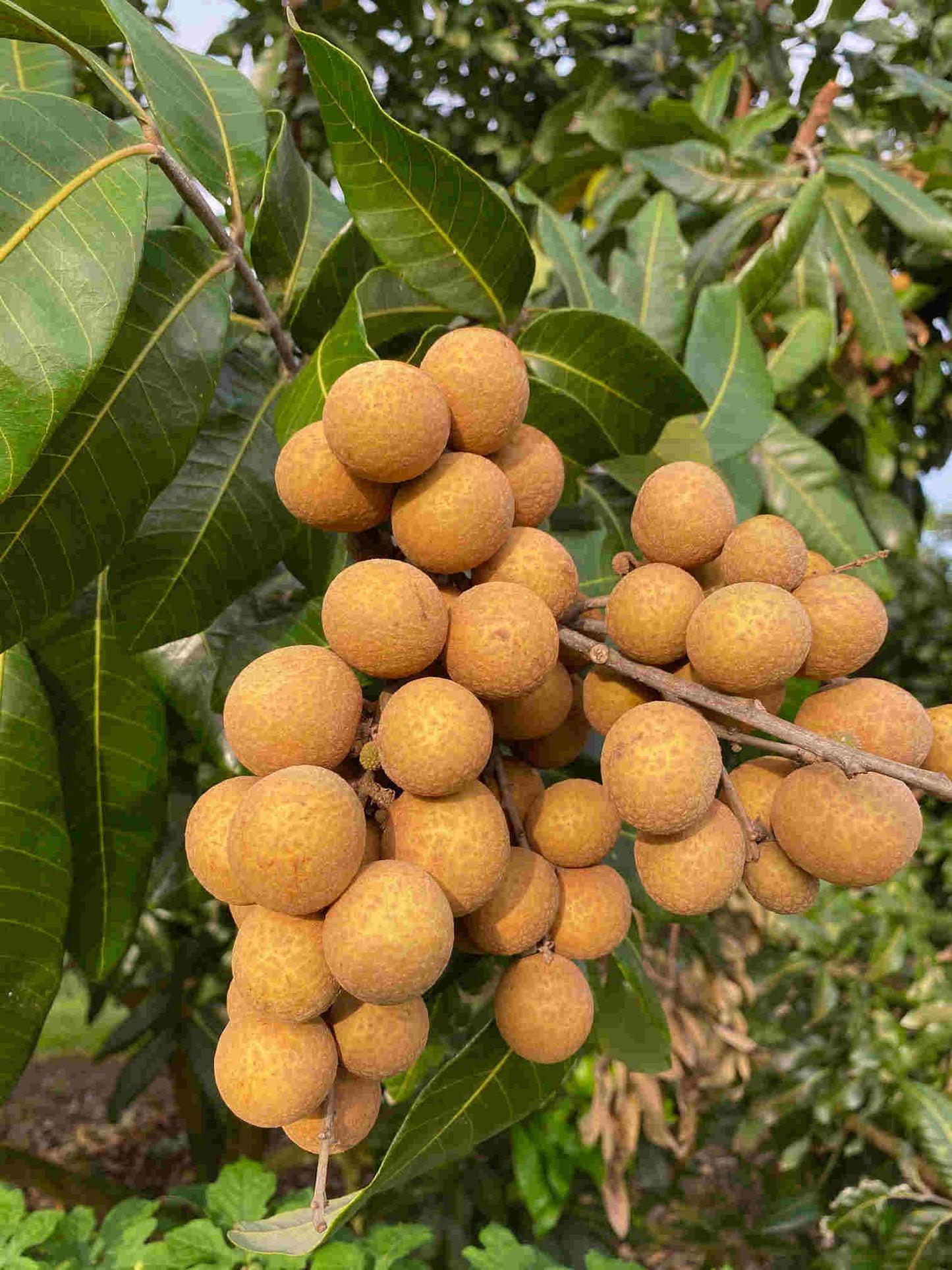 Air-layered Longan Kohala fruit tree from Everglades Farm, 1-2 feet tall in a 1-gallon container, ready for planting.