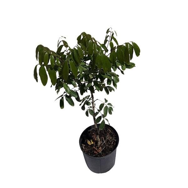 Air-layered Longan Kohala tree from Everglades Farm, 1-2 feet tall, in a 1-gallon container, ready for planting.