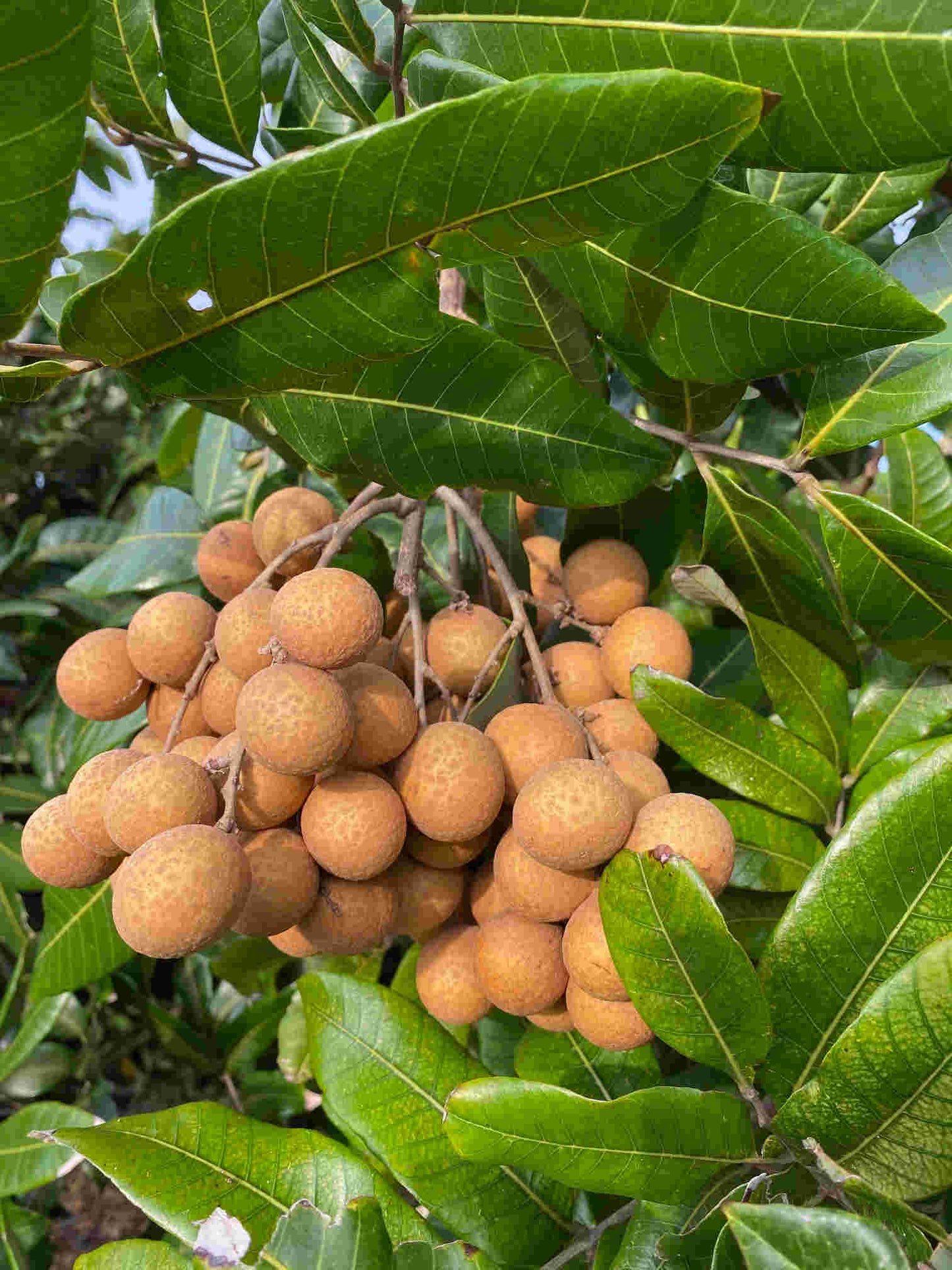 Air-layered Longan Kohala tree from Everglades Farm, 1-2 feet tall, potted fruit tree with lush green foliage.