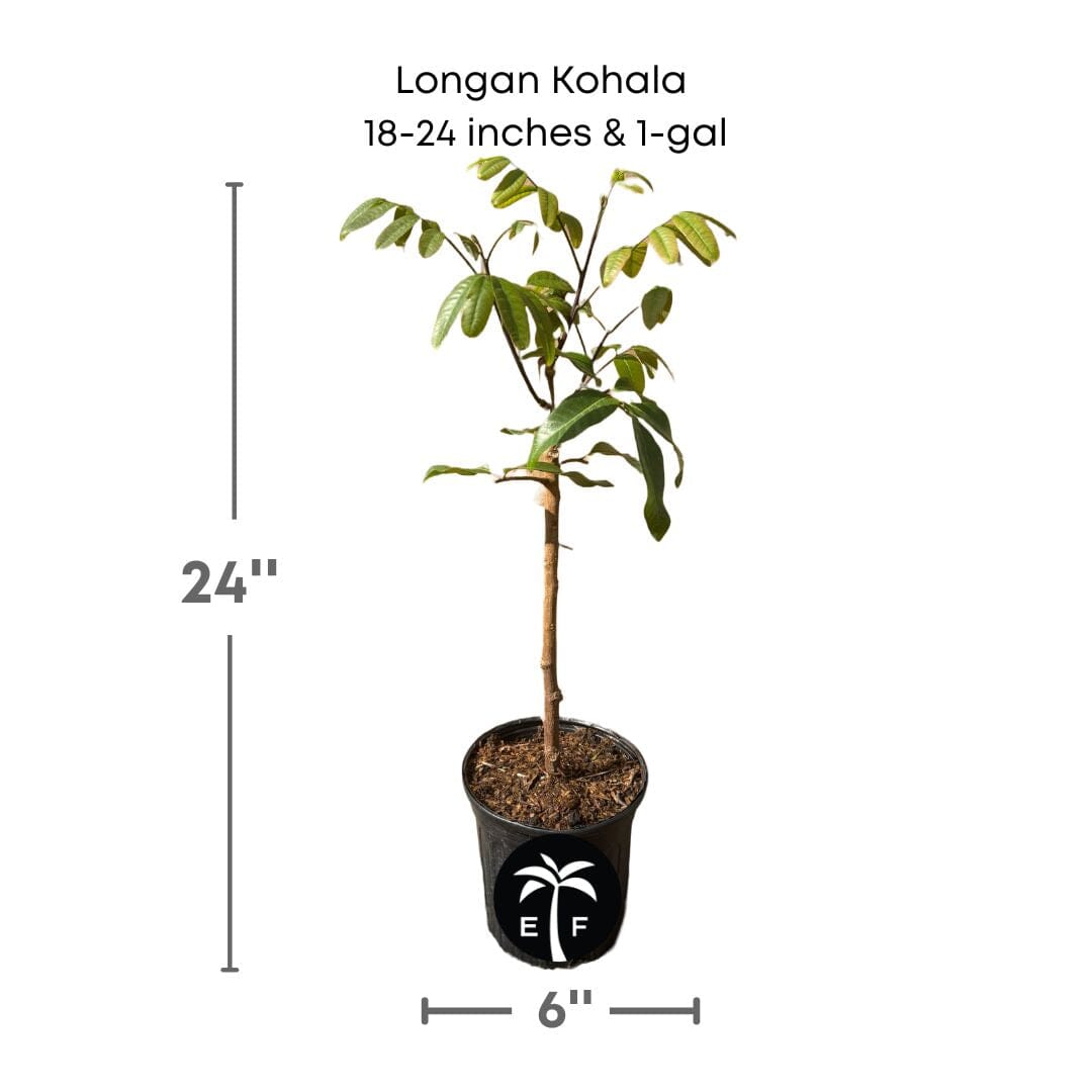 Air-layered Longan Kohala tree from Everglades Farm, 1-2 feet tall, healthy fruit tree with lush green leaves.