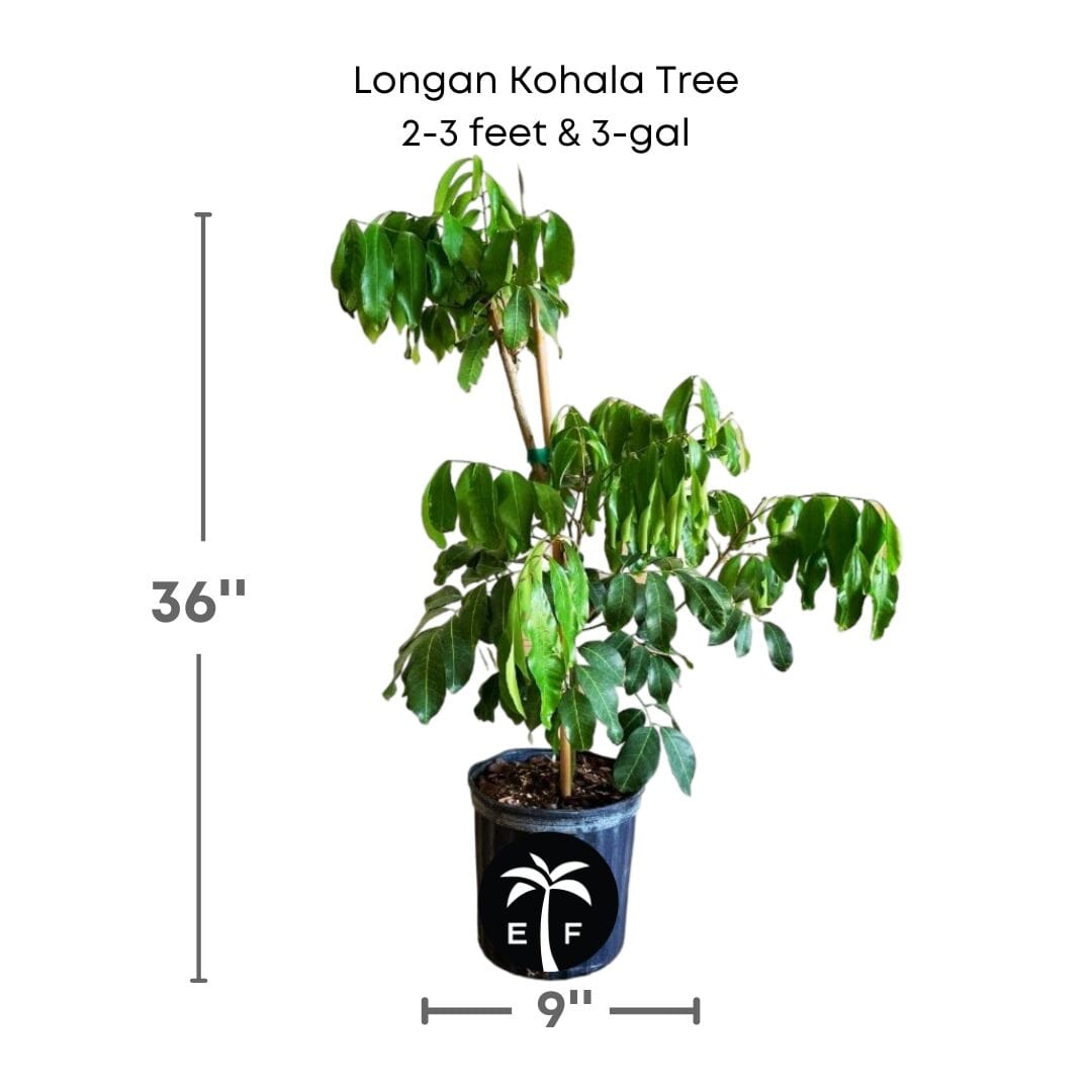 Air-layered Longan Kohala fruit tree from Everglades Farm, 1-2 feet tall, in a 1-gallon container, ready for planting.