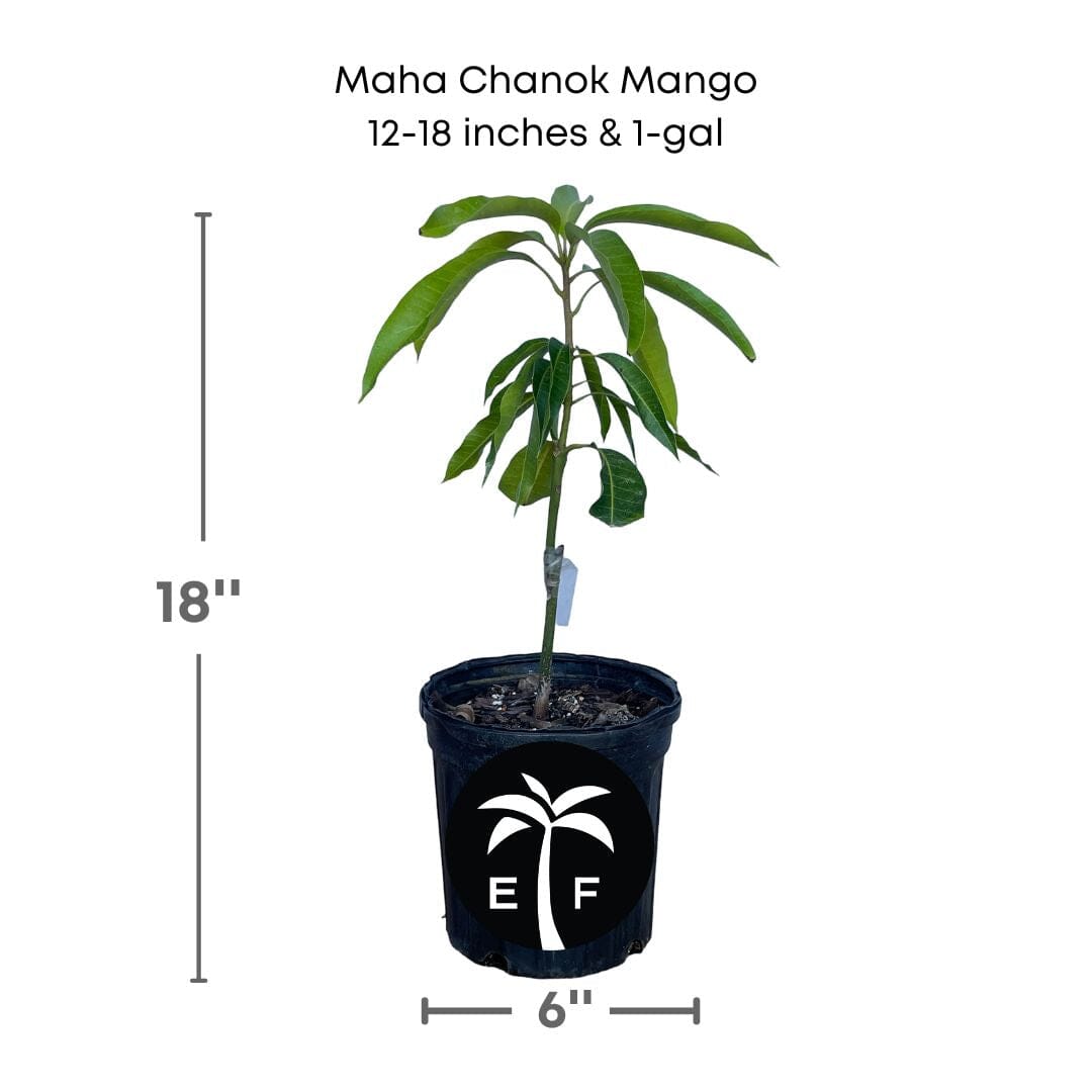 Grafted Maha Chanok Mango Tree from Everglades Farm, 1-2 feet tall, potted fruit tree ready for planting
