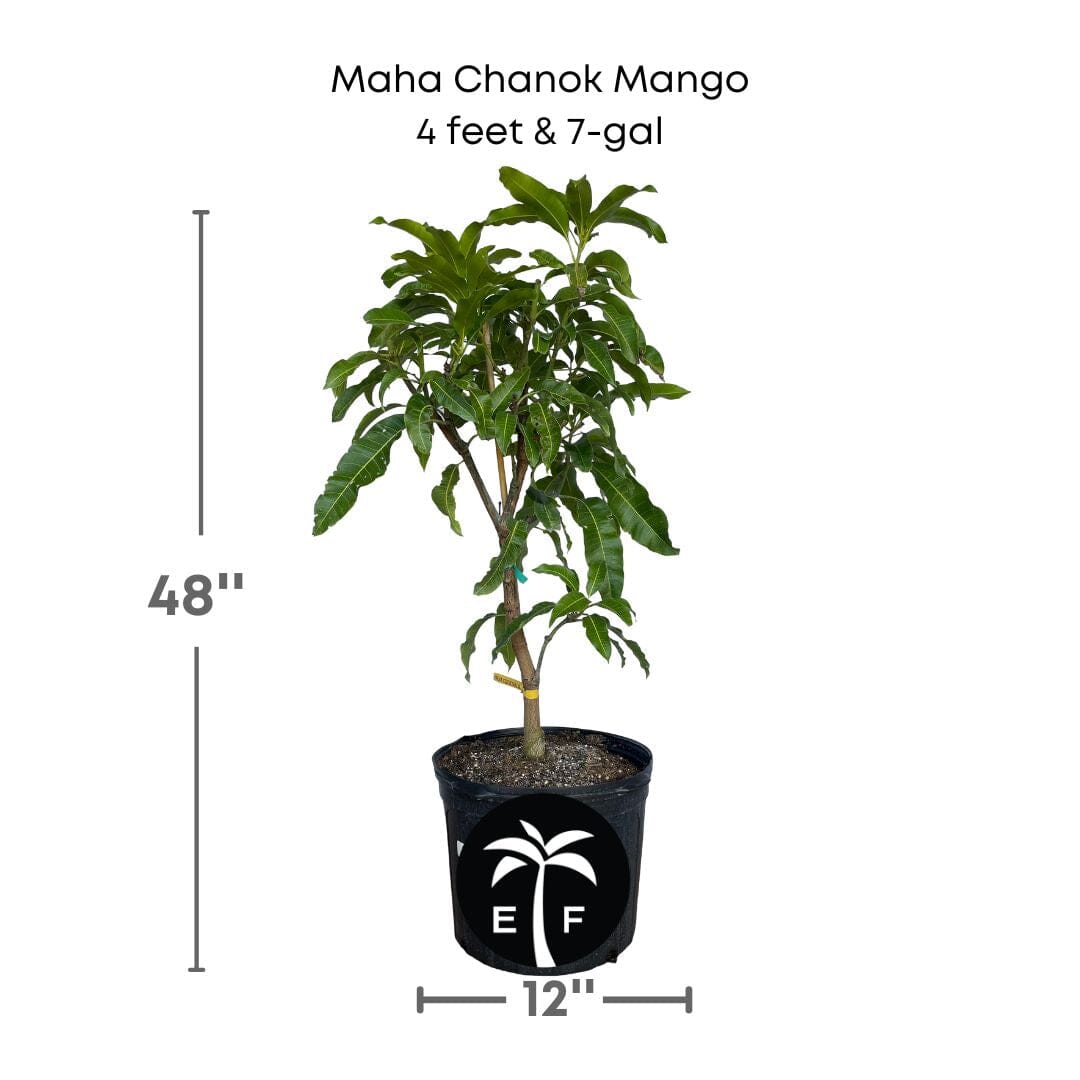 Grafted Maha Chanok mango tree from Everglades Farm, 1-2 feet tall, in a 1-gallon container, ready to grow fruit.