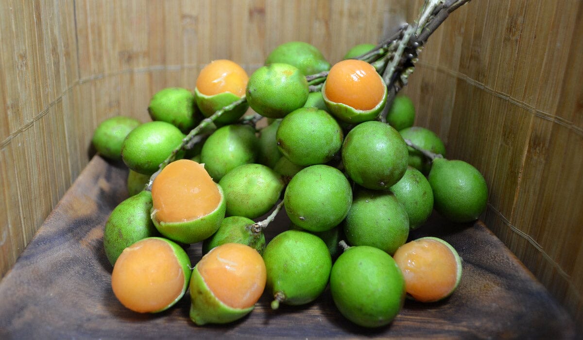 Everglades Farm Mamoncillo Tree from seedling, Spanish Lime fruit tree, 1-2 feet tall in a 1-gallon container.