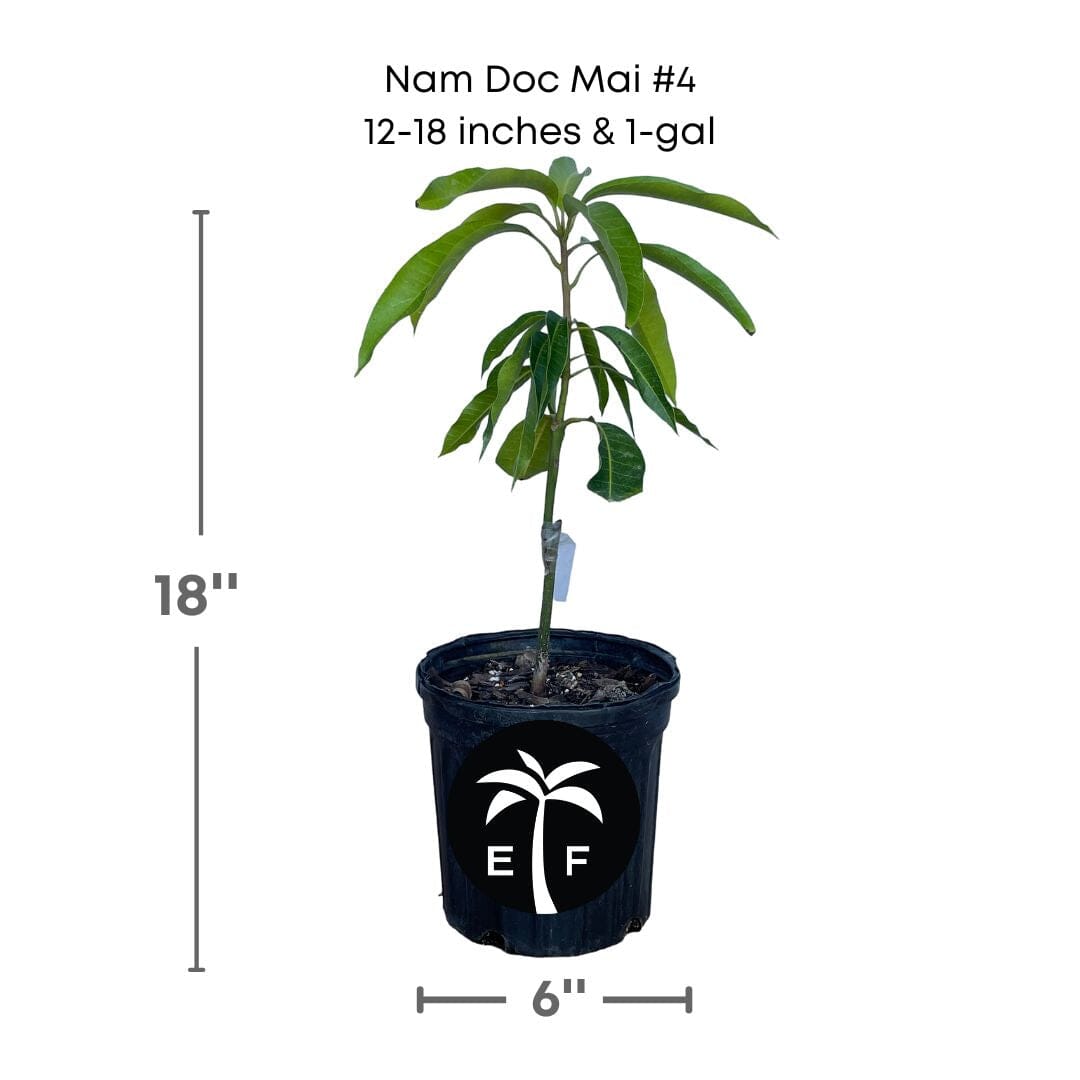 Grafted Nam Doc Mai #4 Dwarf Mango Tree from Everglades Farm, 1-2 feet tall in 1-gallon container, healthy and lush foliage.