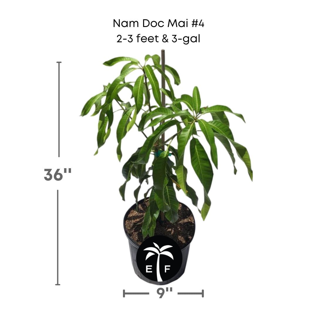 Grafted Nam Doc Mai #4 dwarf mango tree from Everglades Farm, 1-2 feet tall, healthy fruit tree in a 1-gallon container.