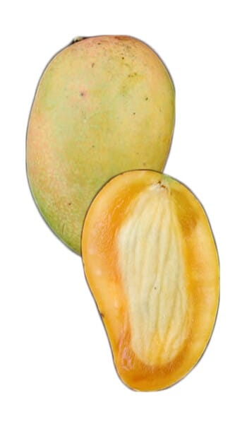 Grafted Philippine Filipino Mango Tree from Everglades Farm, 1-2 feet tall in a 1-gallon container, ready for planting.