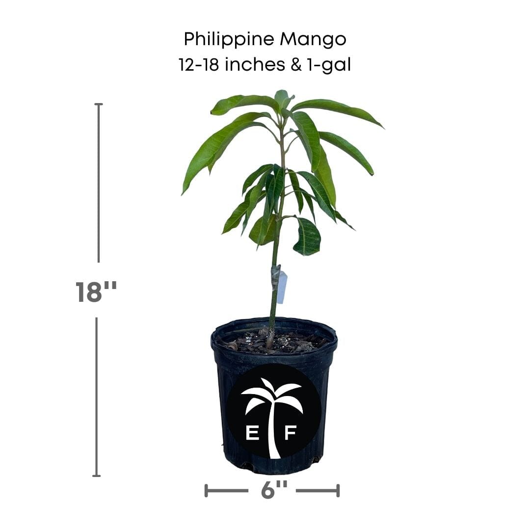 Everglades Farm Philippine Filipino Mango Tree, Manila Grafted, 1-2 feet tall, in a 1-gallon container, healthy fruit tree for planting.