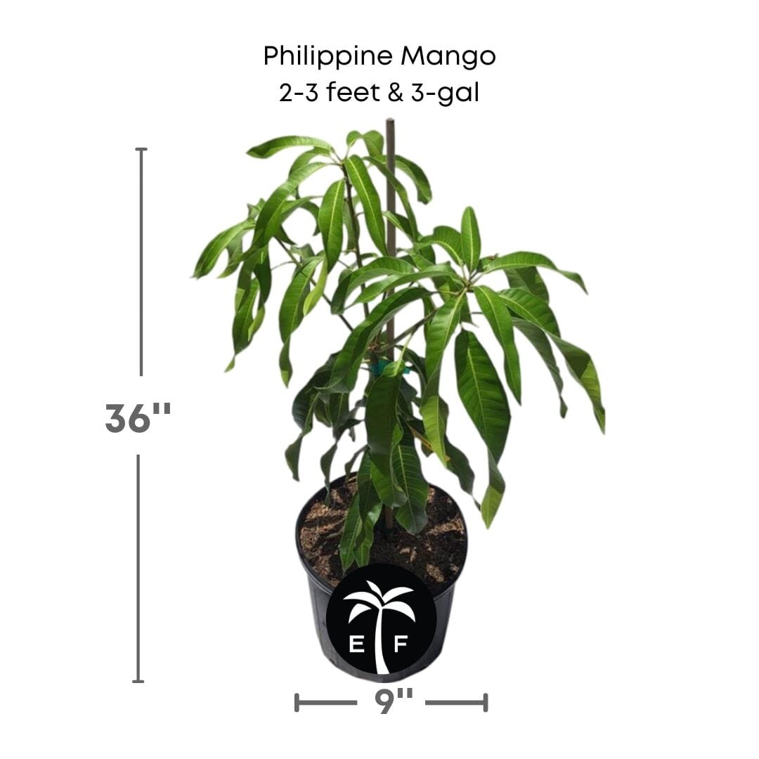 Grafted Philippine Filipino Mango Tree from Everglades Farm, 1-2 feet tall, ready for planting, featuring lush green mango foliage.