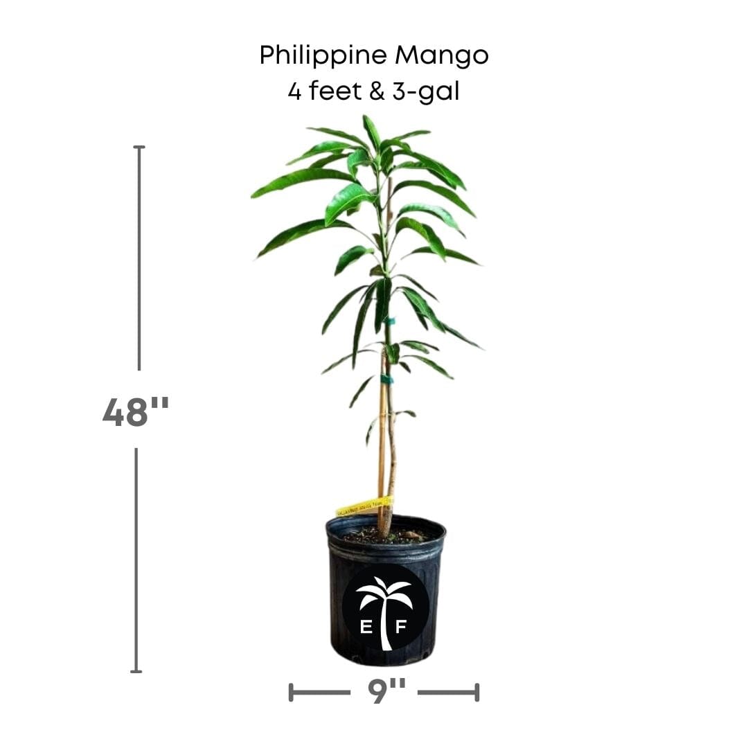 Philippine Filipino Mango Tree, Manila Grafted, 1-2 feet tall, fruit tree from Everglades Farm with lush green leaves and healthy graft.