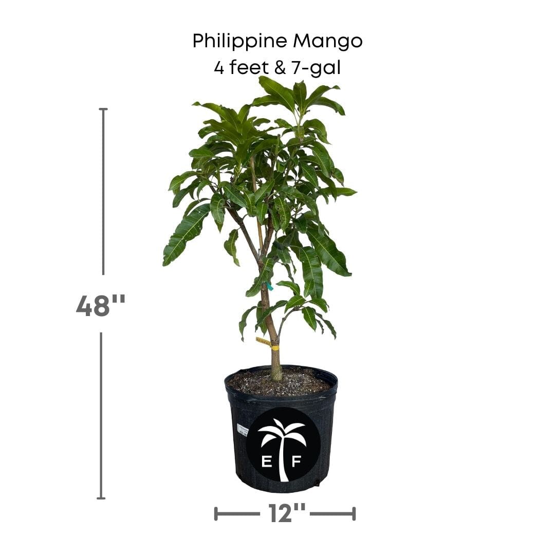 Grafted Philippine Filipino Mango Tree by Everglades Farm, 1-2 feet tall, in a 1-gallon container, ready for planting.