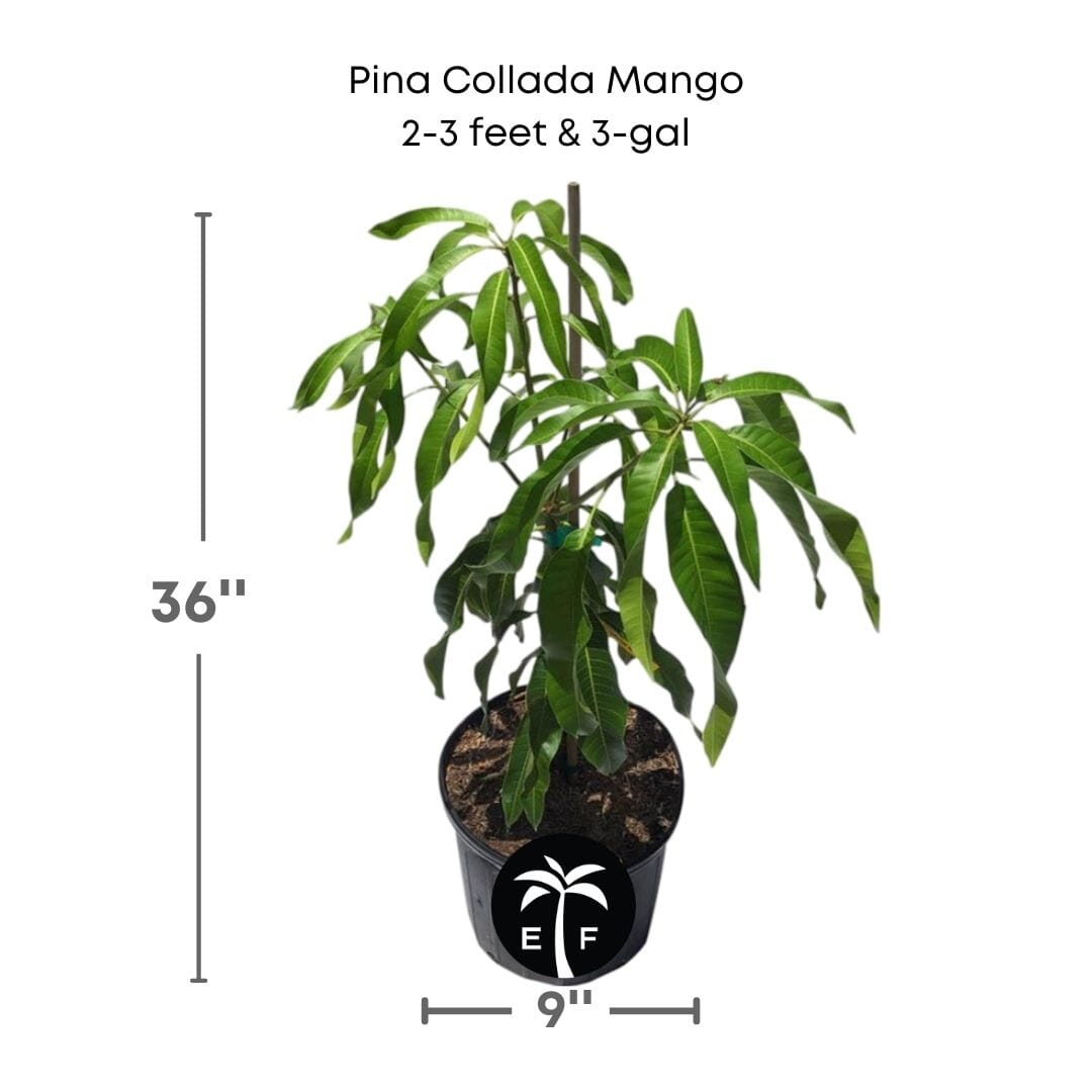 Grafted Pina Collada Mango Tree in 1-gallon container from Everglades Farm, small fruit tree for home gardening.