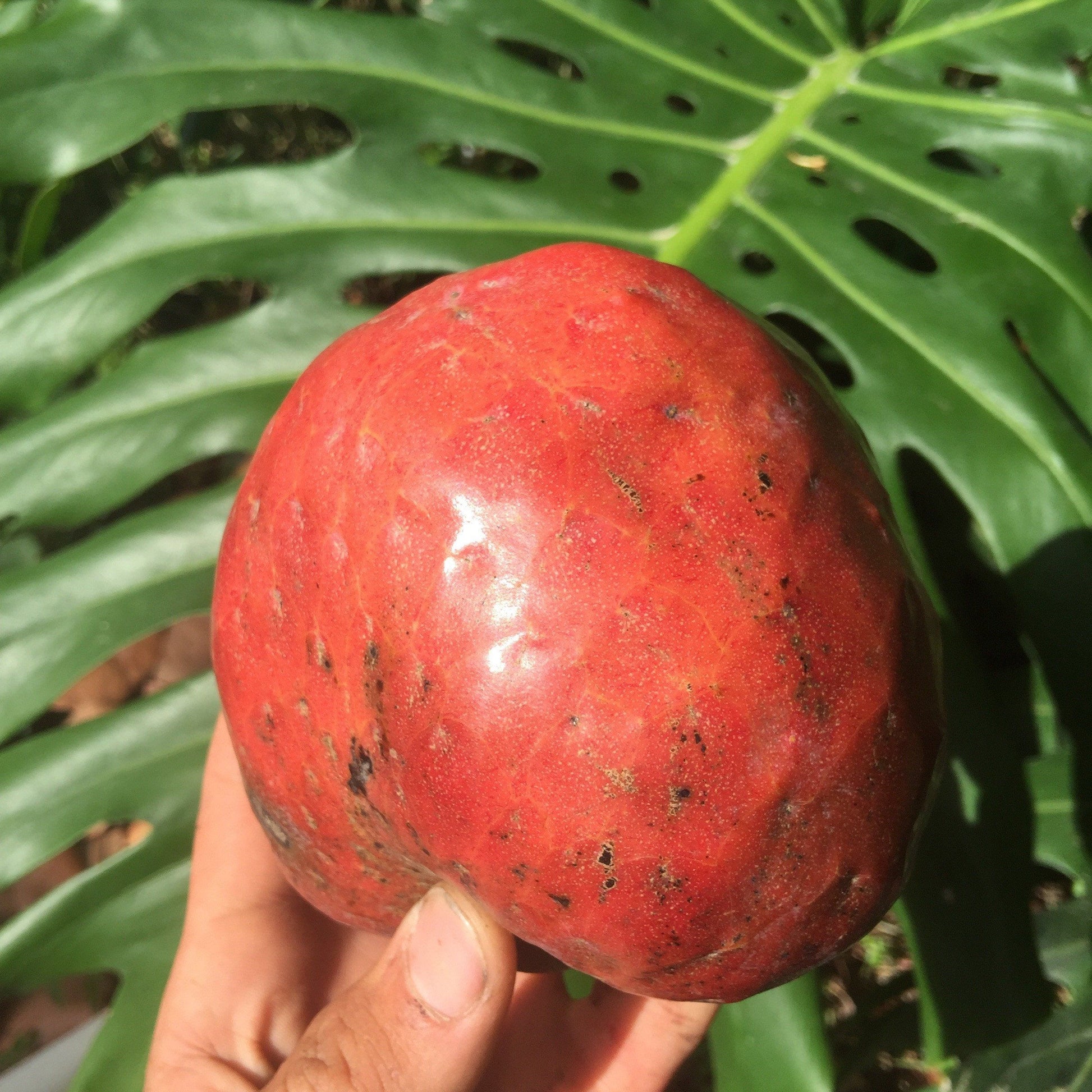 Red custard apple Chirimoya tree from Everglades Farm, 1-2 foot fruit tree in a 1-gallon container.
