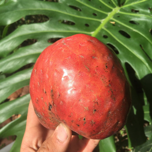 Red custard apple Chirimoya tree from Everglades Farm, 1-2 foot fruit tree in a 1-gallon container.