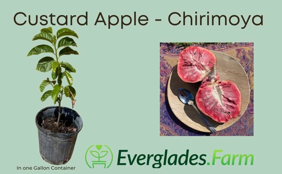 Red custard apple Chirimoya tree from Everglades Farm, 1-2 feet tall in a 1-gallon container, healthy fruit tree for planting.