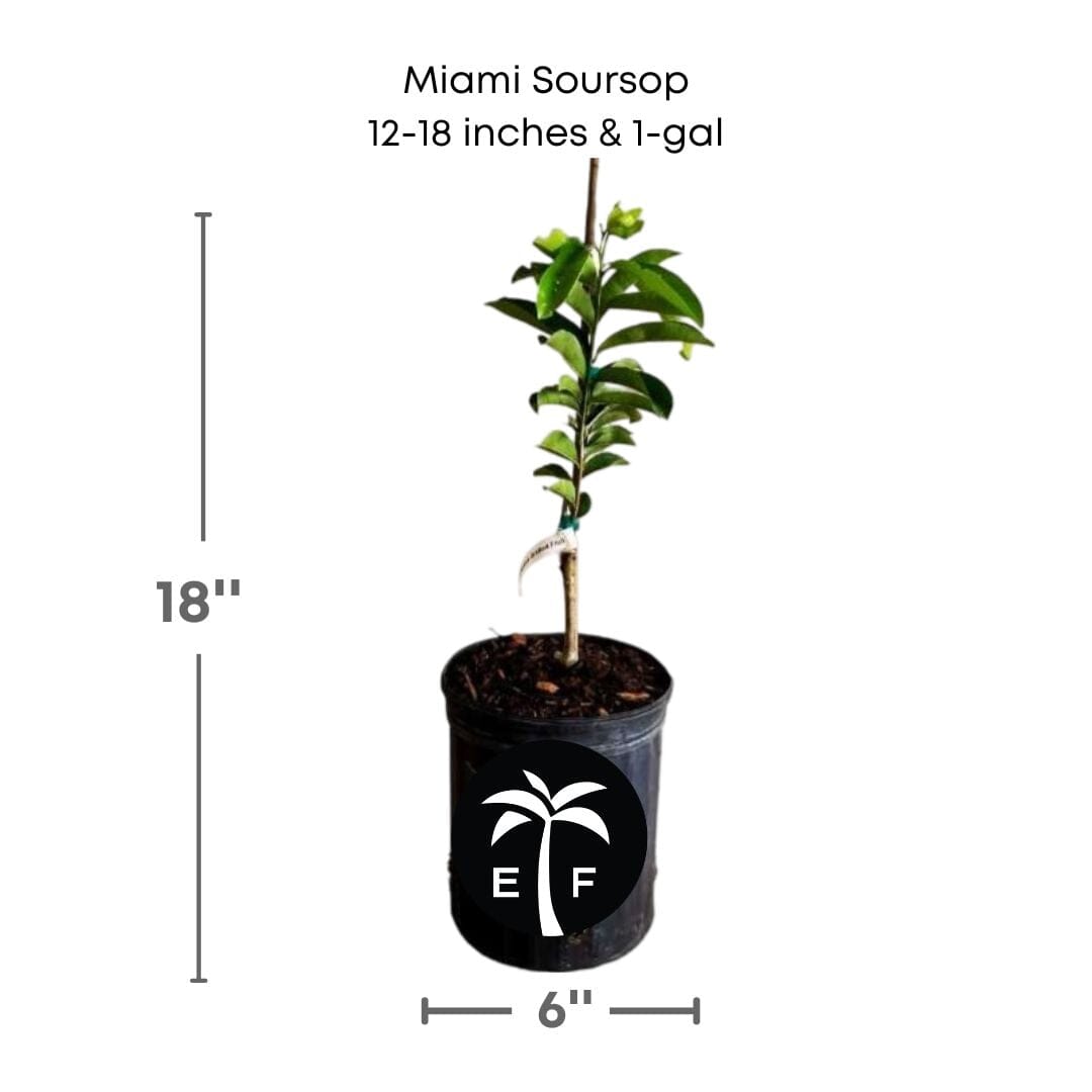 Everglades Farm Soursop Guanabana fruit tree seedlings, 24-30 inches, 1-gallon, healthy and lush tropical fruit tree.