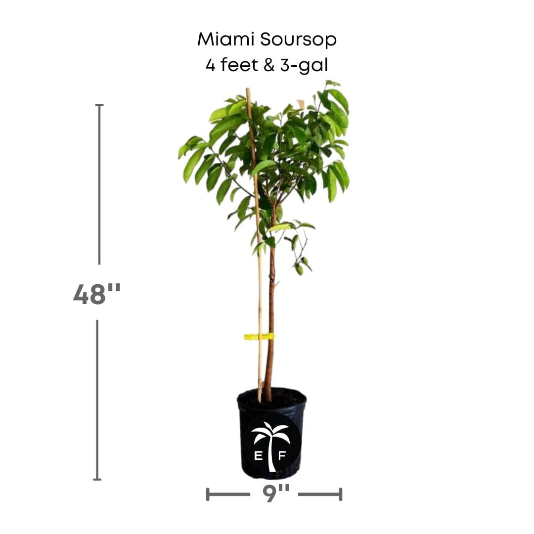 Everglades Farm soursop guanabana fruit tree seedling, 24-30 inches tall, healthy green leaves, in a 1-gallon container.