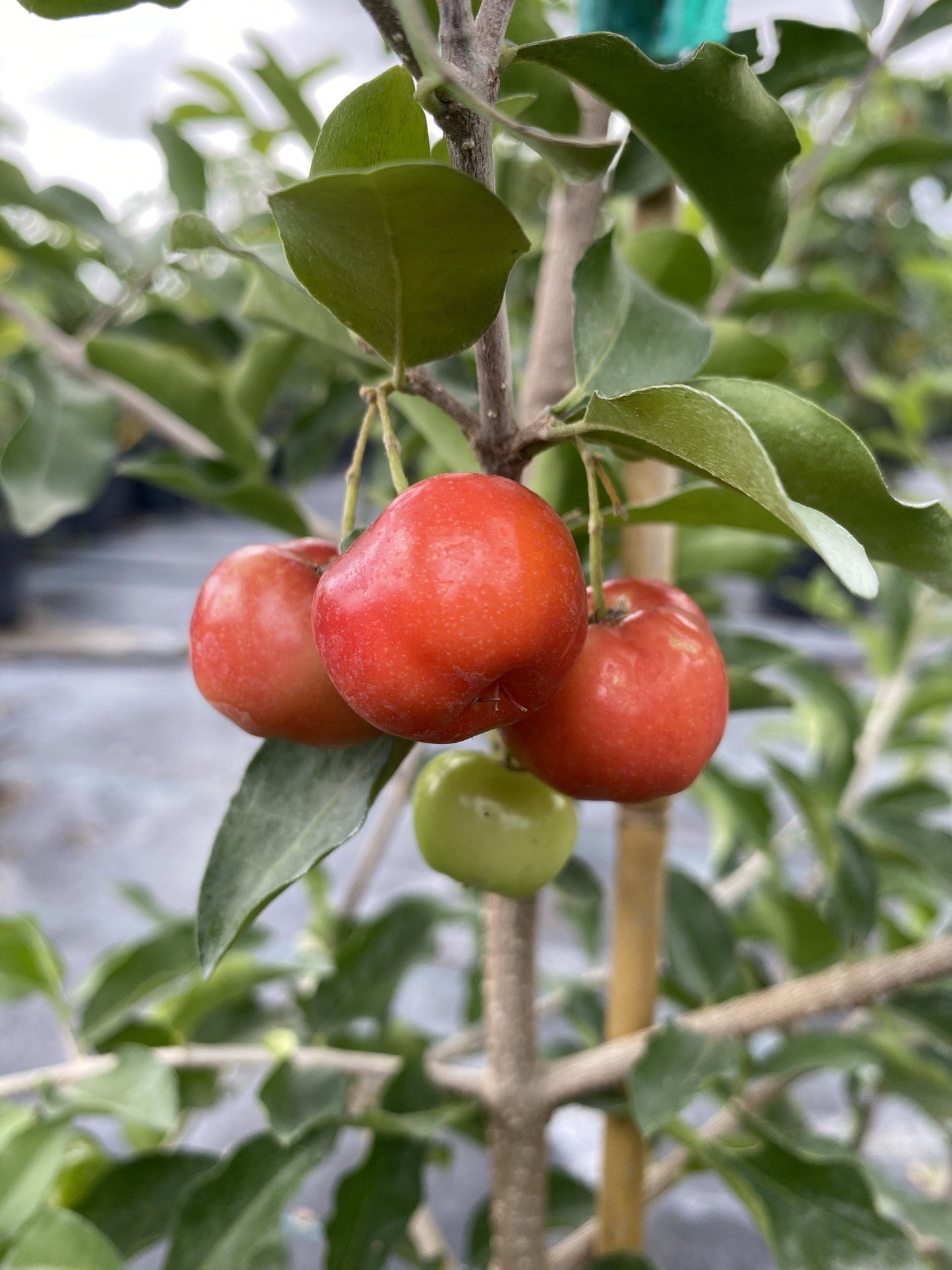 Everglades Farm Barbados Cherry Acerola Guyana Cherry Tree, 12-18 inch fruit tree in 1-gallon container.