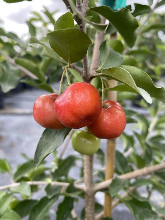 Everglades Farm Barbados Cherry Acerola Guyana Cherry Tree, 12-18 inch fruit tree in 1-gallon container.