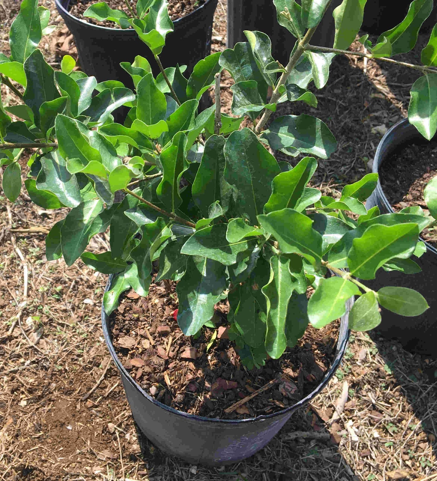 Everglades Farm Barbados Cherry Acerola Guyana Cherry Tree, 12-18 inch fruit tree in 1-gallon container, healthy young tree.