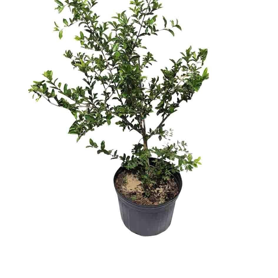 Everglades Farm Barbados Cherry Acerola Guyana Cherry Tree, 12-18 inch fruit tree in 1-gallon container, healthy and lush.