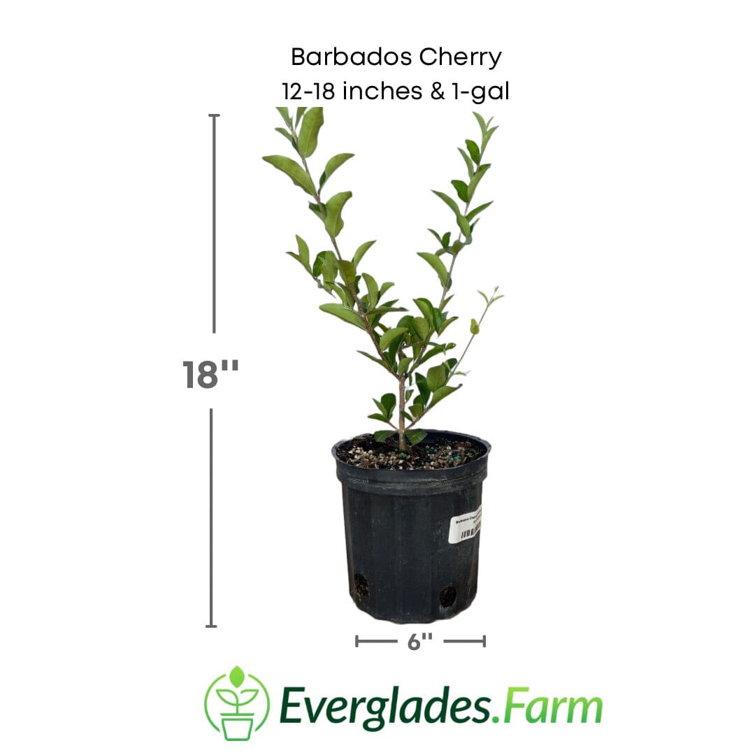 Everglades Farm Barbados Cherry, Acerola, Guyana Cherry Tree, 12-18 inch fruit tree in 1-gallon container, with green foliage.