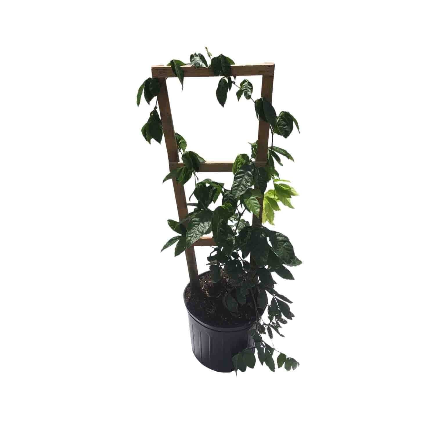 Premium black pepper plant from Everglades Farm, 12-18 inches tall in a 1-gallon container, ready for planting.