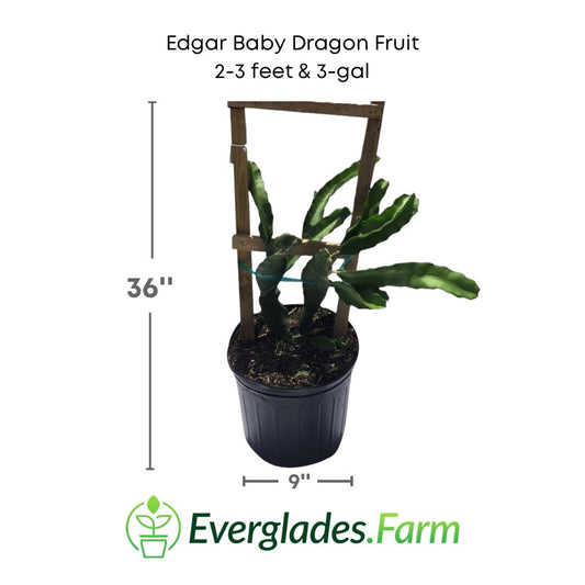 Everglades Farm Edgar Baby Dragon Fruit Pitaya tree, 12-18 inch, 1-gallon fruit tree with vibrant dragon fruit foliage.