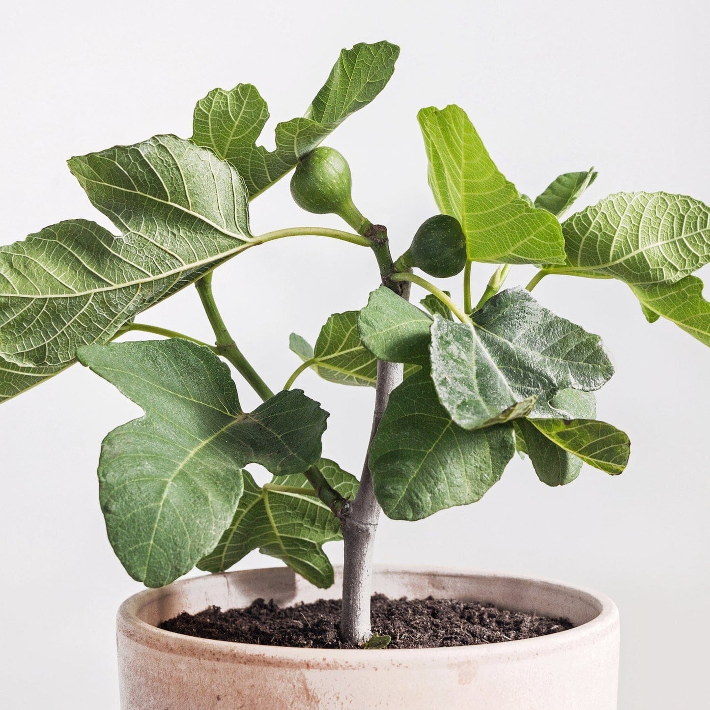 Everglades Farm Fignomenal Fig dwarf tree for small spaces, 12-18 inches tall, potted fruit tree with lush green leaves.